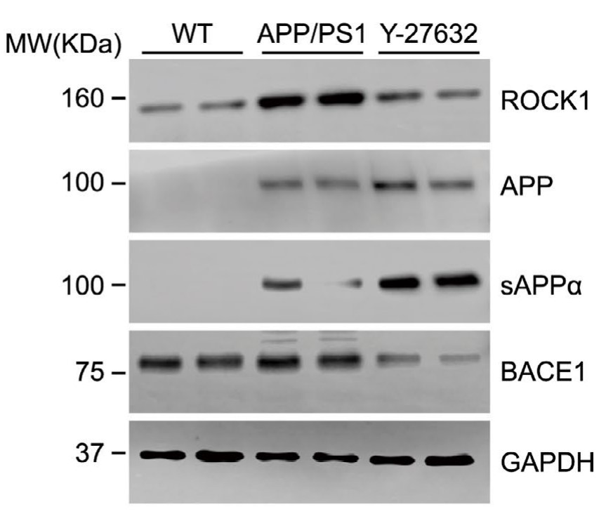 ROCK1, APP, sAPPα, and BACE1 in mouse brain homogenates were analyzed by Western blot.jpg